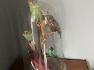 Vintage Antique Victorian Rare Exotic Birds Taxidermy in Glass Dome