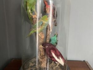 Vintage Antique Victorian Rare Exotic Birds Taxidermy in Glass Dome